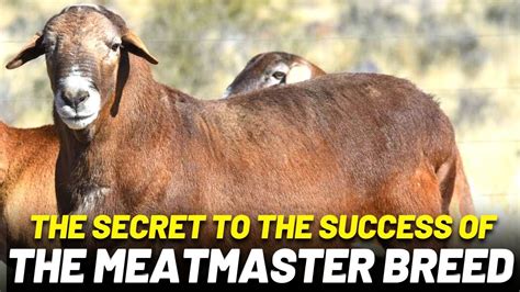 Why Choose Meatmaster For Your Sheep Farm YouTube