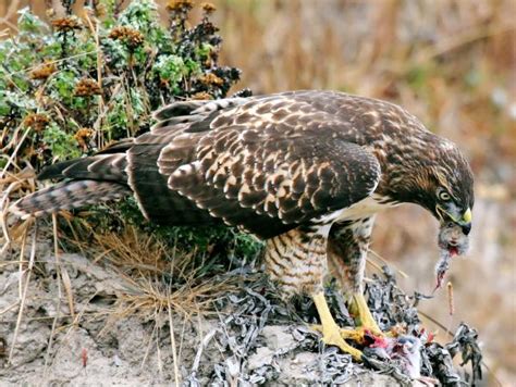 Hawk Eating Prey - MyConfinedSpace