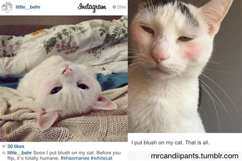 Cat Blush: Cat Trend or Cat Terror - Petcha