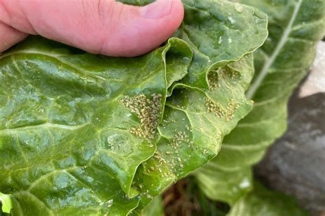 Aphid Eating Bugs Tips To Keep Them In Your Garden Backyard