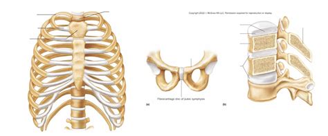 Cartilaginous Joints Synchondrosis And Symphysis Diagram Quizlet