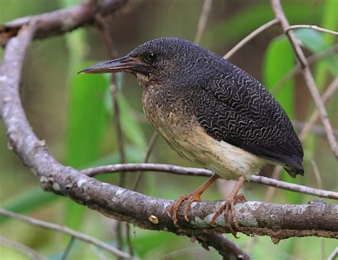 22 Birds That Start With Z Sonoma Birding