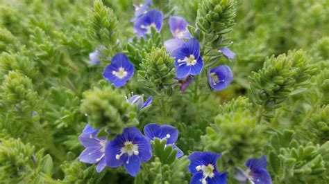 Veronica Tidal Pool Creeping Speedwell Ground Cover With