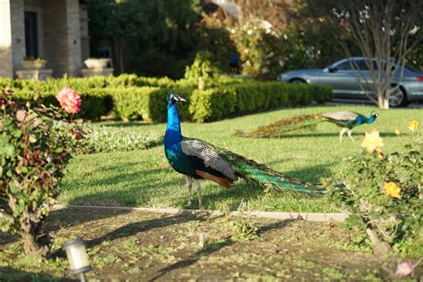 Hear in SoCal: The peacocks of Arcadia | LAist