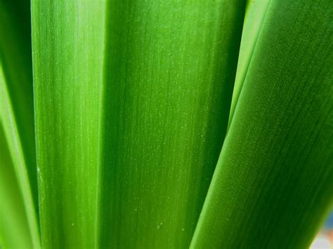 Hintergrundbilder Gras Pflanzen Makro Grün Blatt Blume Pflanze