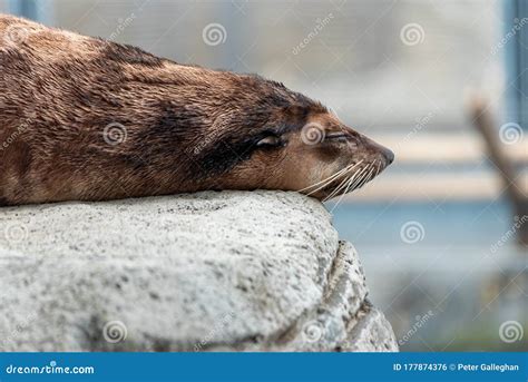 Sea Lion Sleeping Peacefully on a Rock Stock Photo - Image of female, scream: 177874376