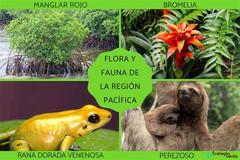 Flora Y Fauna De La Regi N Pac Fica Caracter Sticas Y Ejemplos