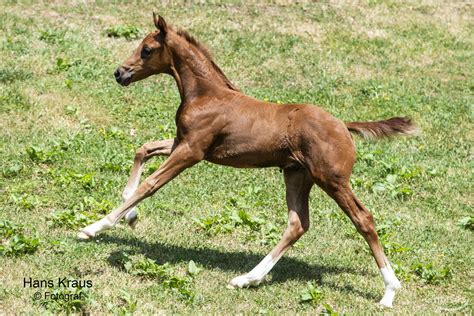 Sterreichisches Warmblut Hengst Jahr Fuchs In Westendorf