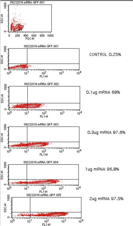 Mrna Sirna电转 全新高效细胞电转仪