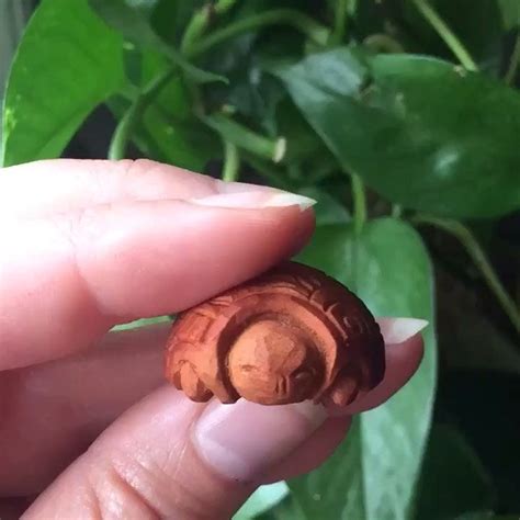 Art Carved Avocado Pits On Instagram 🐢 Carved Avocado Pits 👉