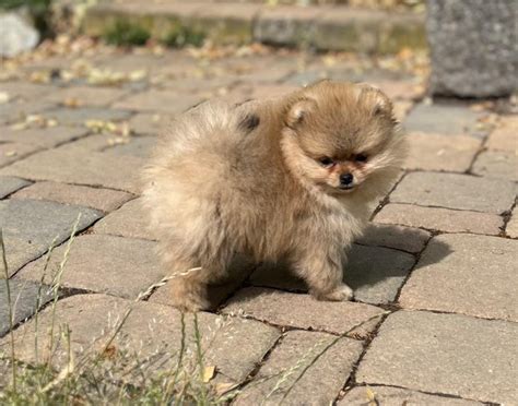 Pomeranian Avyn Strakonice Prod M Chovzv At Cz