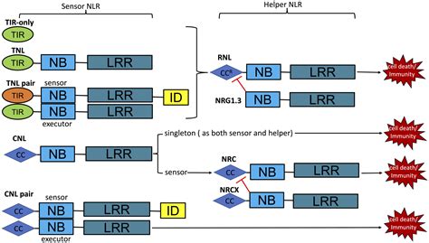 Molecular Insights Into The Biochemical Functions And Signalling