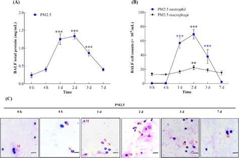 Time Dependent Effect Of Pm G Mouse On The Production Of