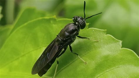 Mosca Soldado Negra Proteinsecta