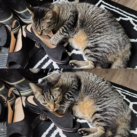 mothers shoe : r/tabby