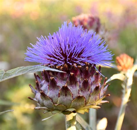 Edible Thistle Flower Cynara Cardunculus Stock Image Image Of