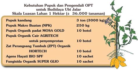 Teknis Budidaya Ubi Jalar Ketela Rambat Agrokompleks Kita