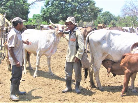 17 years of Cattle cooperatives in San Vicente El Salvador - S.H.A.R.E