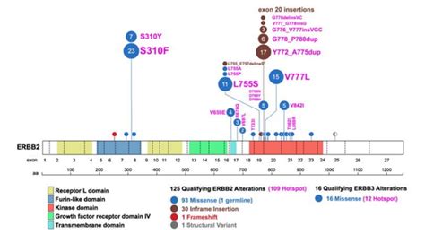 Overview of HER2-targeted Drugs | Biopharma PEG