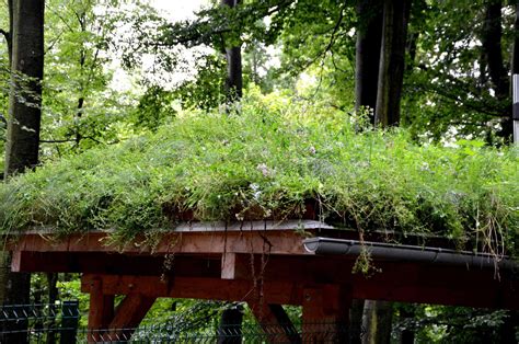 Cómo crear un magnífico tejado verde: Tu guía paso a paso - ECVerde