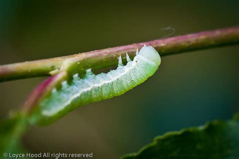 Photo of the Day: Luna Moth Caterpillar