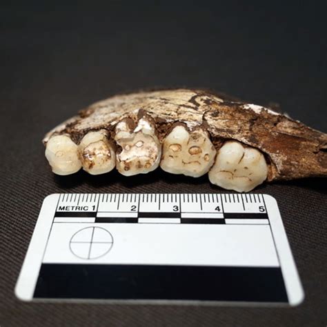 Homo naledi had a unique diet