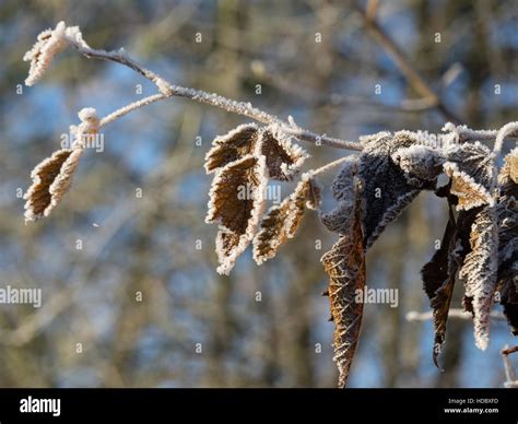 Winter at a castle in Germany Stock Photo - Alamy