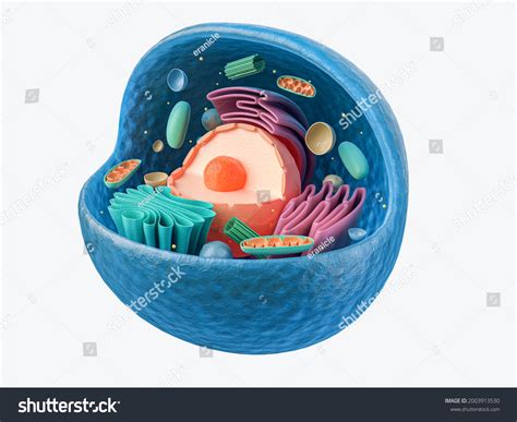 3d Rendering Biological Animal Cell Organelles Stock Illustration