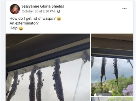 Wasp Infestation Woman Shares Horror On Fcebook Upon Finding A Wasp