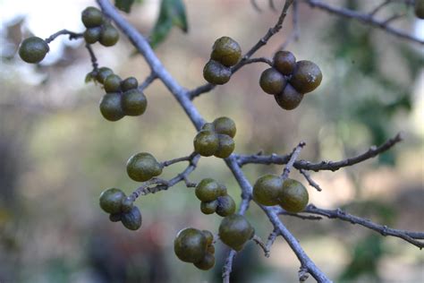 Grewia occidentalis Images - Useful Tropical Plants