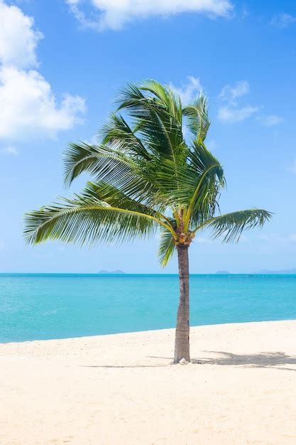 Paisaje Marino Vertical Una Palmera En La Orilla Del Mar Azul Y Arena