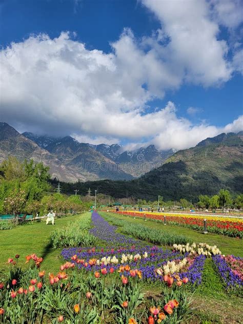 Kashmir India April 19 2021 Landscape Of Kashmir Bouquet Of Tulips