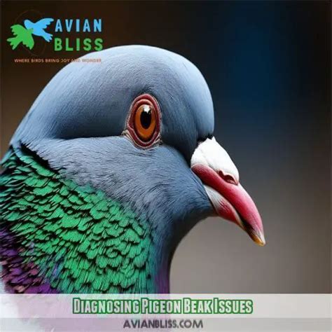 Pigeon Beak Need Treatment: Effective Care for Common Beak Issues