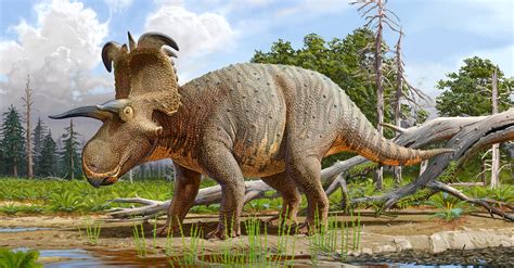 Lokiceratops, a Horned Dinosaur, May Be a New Species - The New York Times