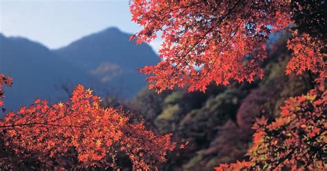 Autumn Gardening Tips: 7 Amazing Ways to Keep Plants Healthy