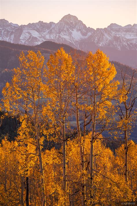 Quaking Aspen And Sneffels San Juan Mountains Colorado Mountain