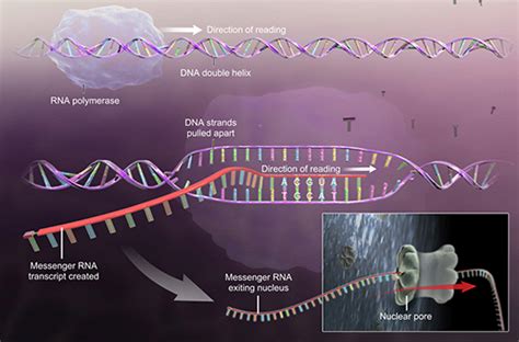 Dna And Rna Basics Replication Transcription And Translation