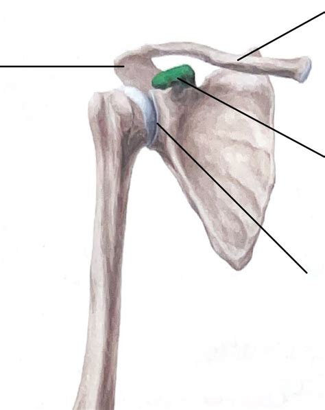 Schaubild Anatomie Schulterg Rtel Quizlet