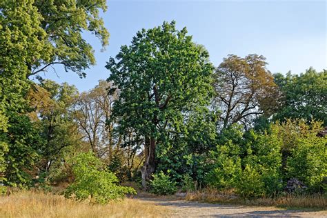 Eiche in Prötzel Monumentale Eichen von Rainer Lippert