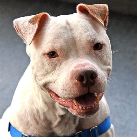 Adoptable Dogs | NYC Adoption Center | ASPCA