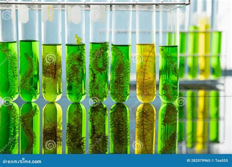 Algae Fuel Biofuel Industry Lab Researching For Alternative To Fossil