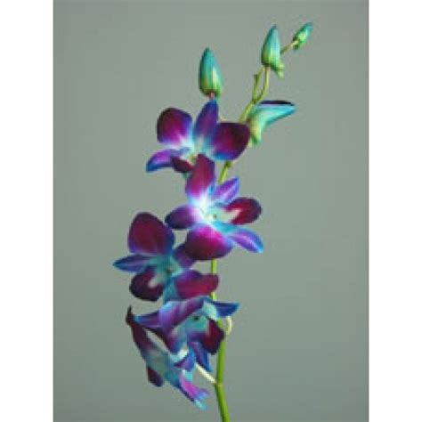 Blue Dendrobium Orchids - Bunch of 30 Stems - Toronto Bulk Flowers