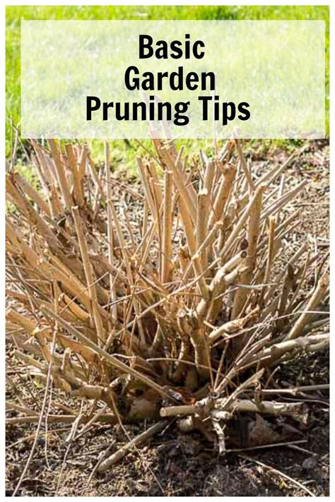 Basic Pruning Tips For A Beautiful Full And Lush Garden Lush Garden