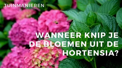 Wanneer Bloemen Hortensia Afknippen Hydrangea Anomala1 Hortensia