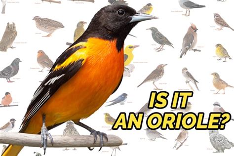 Oriole Bird