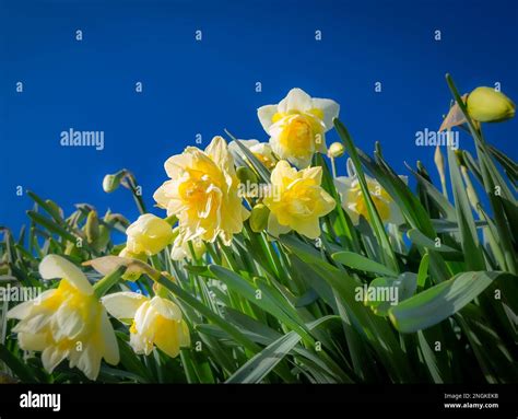 Springtime Daffodils Against A Deep Blue Sky Hi Res Stock Photography