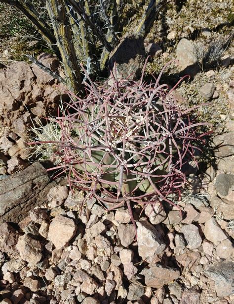 Emory S Barrel Cactus From Pima County Az Usa On March At