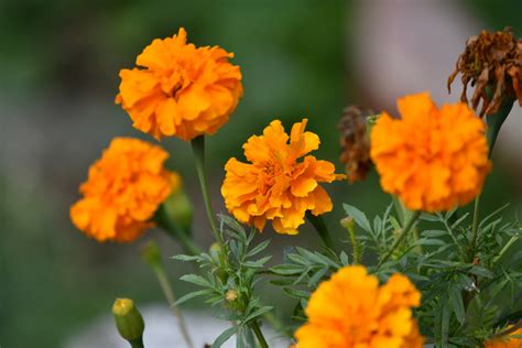 Marigold Free Stock Photo Public Domain Pictures