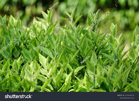 Naked indian tree 253 Ảnh vector và hình chụp có sẵn Shutterstock