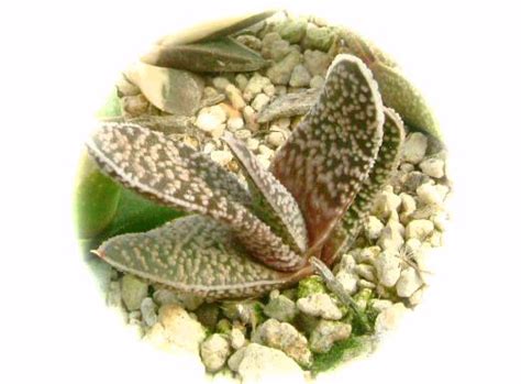 みいさぼ Gasteria verrucosa